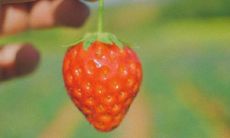 精选100篇富有春意的文案，庆祝立春之际的到来