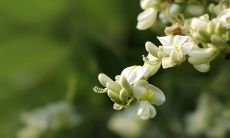 槐花之美：探寻优美槐花句子的艺术意义