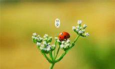 探寻惊蛰美妙诗意：唯美句子如何抒发对这个节气的感受？