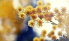 如何通过运用充满感性的词汇，与视觉冥想图像，创造一个享受心灵宁静的状态