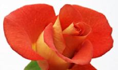 痛彻心扉的失落心情：独自面对被朋友抛弃的痛苦句子