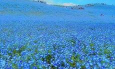 在花开的家中，心情总是愉悦的：用最美好的句子描述家中盛开的繁花