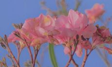 探讨一些表达心情、探索人生以及传达感悟的句子