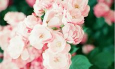 为每个人制造快乐的心情的句子