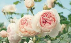 欢乐游览：兴高彩烈的旅游体验，让我心花怒放！