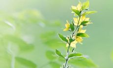 一系列唯美句子，歌颂五月美好，传递温馨与希望之情