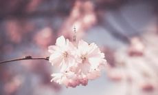 绚丽多彩、温暖柔美的春天之际，用诗意风光和华丽言辞形容三月，让你畅游于自然美景中