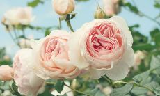 收集了令人心生感动的感恩有你的句子，让我们一起来感受这份温暖与感激之情！