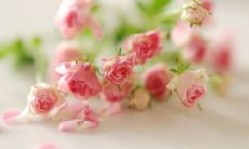 如何通过发送问候短信来提高顾客体验和忠诚度？