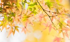 无论如何，放假让人无比开心的完整表达