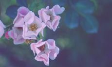 感人至深的散文句子，紧扣亲情主题，温暖人心，让人感受从家庭中散发出的深厚情感与无尽温馨