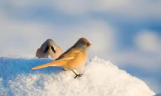 在寒冬中畅游：让你感到幸福和快乐的冬季旅游口号