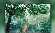 Exquisitely Beautiful and Deeply Touching English Phrases That Describe the Inimitable Bond of Unconditional Love and Support Shared by Family Members