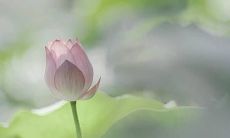 当心境平和时，才能领悟一句话的真谛