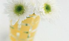 探究张爱玲经典语录魅力，提炼张爱玲言语智慧精髓，解析张爱玲语录幽默与深刻