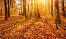 在秋意渐浓的时刻，给你的亲友发一条真诚的问候短信吧！