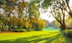 细腻描绘梧桐之间坚韧友谊的感人句子