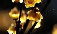 如何运用煽情的语言精准表达亲情之情感？