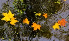 精选的关于秋雨的引人深思的语录，感受秋的韵味和雨水的清新力量