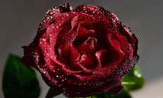 享受浪漫氛围：掌握最简单最动听的情话表达技巧