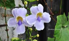 心情低落的英文句子和哀愁深沉的英语发言