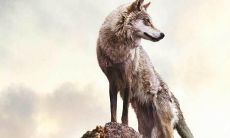 如何培养一支精英而充满狼性的销售团队：探讨有效的口号策略与团队管理方法