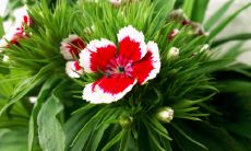 从欢快的歌声到舞动的步伐：寻找表达开心跳舞唱歌的句子