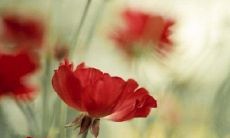 感恩与青春有关的美好句子