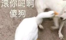 无厘头又会笑疯的超级卡哇伊短语集锦