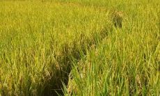 什么是那些描述旅游景点让人感到失望的话语？