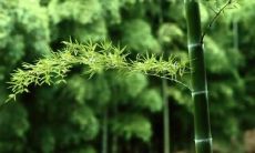 竹之颂歌：最著名的颂扬竹子的诗句汇总