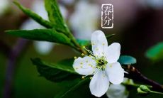 用诗句形容春天万物复苏，花朵盛开的美好景象