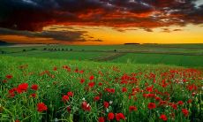 用词更严谨，可读性更高的标题：展现春节亲情的美好语句，让人感怀不已