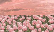 当春日临近，桃花绽放绚烂的美景将会填满你的视野，所有的颜色和香气融合在一起，成为一道令人沉醉的画面