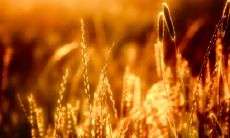 感人至深、令人动容的关于亲情永不消逝的令人细思恐极的句子