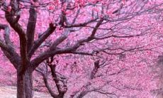 喜眉笑眼，因桃花绽放的开心句子