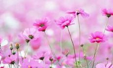 享受心灵静谧的优美语句，感受内心优雅之美