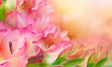 夏日清凉河畔，轻风触面细语悠长的远足之旅