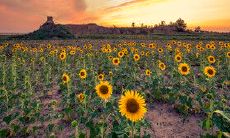 探讨春天所带来的平凡而又幸福的句子与感悟