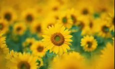 一句话感恩捐款句子，用真情表达我们对你们的深深感激和永恒感谢！