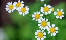 欣赏朴实无华、充满温馨感的表达亲情的句子