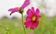 关于男人心理承受极限的讲述：当代男性生活压力巨大，心理健康问题亟须关注！