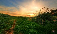 在早春的阳光下，翠绿的嫩草如此细腻柔软，诗人们通过精致而美妙的表达，刻画出了春草在自然中的优雅和生命力