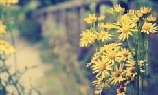 如何通过诗句表达出深厚的亲情情感？