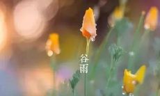 在谷雨时节，分享我的心情和感悟生活的点滴