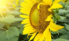 精选父母亲情经典句子，表达感情的心情短语分享