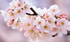 一百多个关于桃花的美丽句子，感受春天的花海醉人情深！