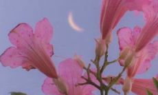 探寻2021最新治愈心灵、展现无限温柔与励志力量的唯美修辞，随句而来的质朴说说短语！