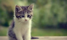 关于动物的智慧与人类之间的相互关系，具有启发性和深刻性的动物名言辑录