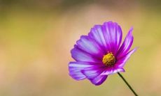 打造完美的朋友圈情感氛围：甜蜜缠绵的情话句子集锦